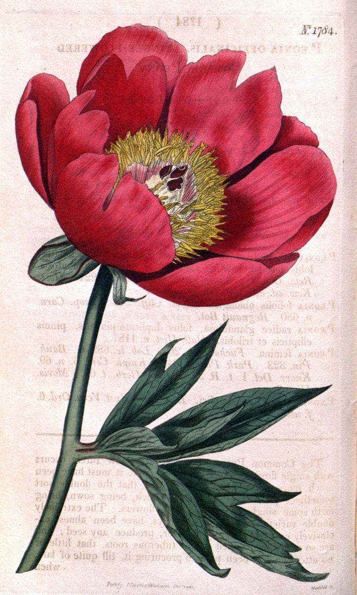 Curtis's botanical magazine. London ; New York [etc.] :Academic Press [etc.]. | "Botanical illustration" Botany Periodicals "Pictorial works" "Plants, Ornamental"  | Vintage Print Reproduction 448611