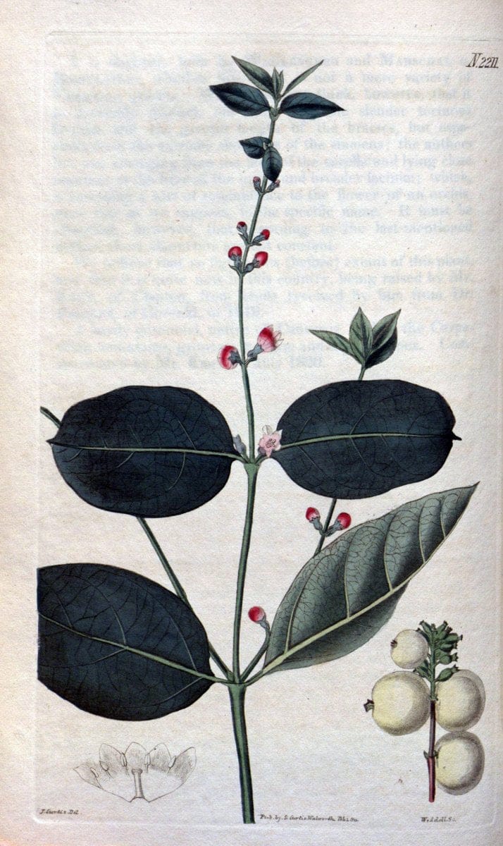 Curtis's botanical magazine. London ; New York [etc.] :Academic Press [etc.]. | "Botanical illustration" Botany Periodicals "Pictorial works" "Plants, Ornamental"  | Vintage Print Reproduction 448613