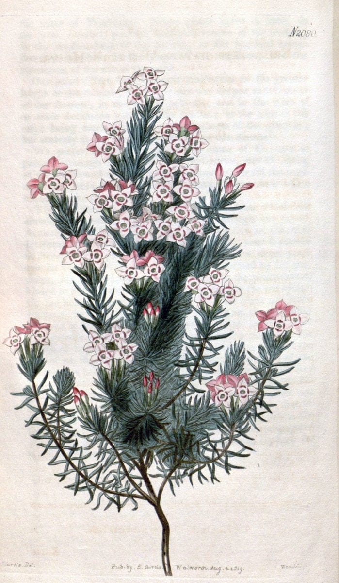 Curtis's botanical magazine. London ; New York [etc.] :Academic Press [etc.]. | "Botanical illustration" Botany Periodicals "Pictorial works" "Plants, Ornamental"  | Vintage Print Reproduction 448616