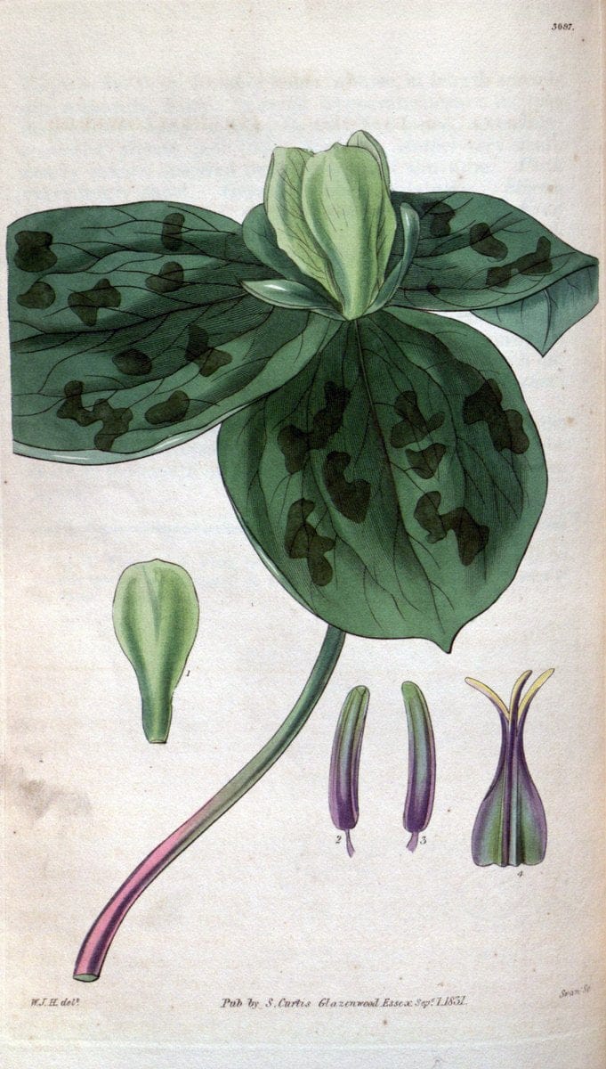 Curtis's botanical magazine..London ;New York [etc.] :Academic Press [etc.]. |  | Vintage Print Reproduction 448620