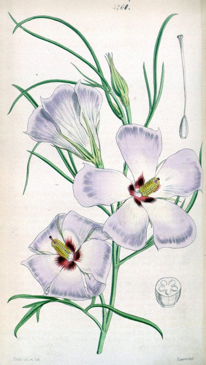 Curtis's botanical magazine. London ;New York [etc.] :Academic Press [etc.]. | Botany Periodicals "Pictorial works"  | Vintage Print Reproduction 448624