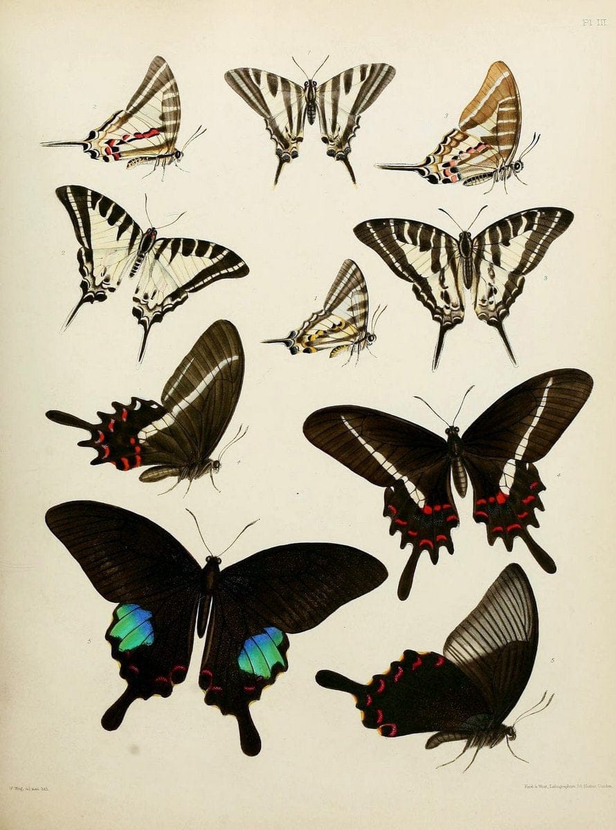 Catalogue of lepidopterous insects in the collection of the British Museum..London :Printed by order of the Trustees,1852.. |  | Vintage Print Reproduction 448629