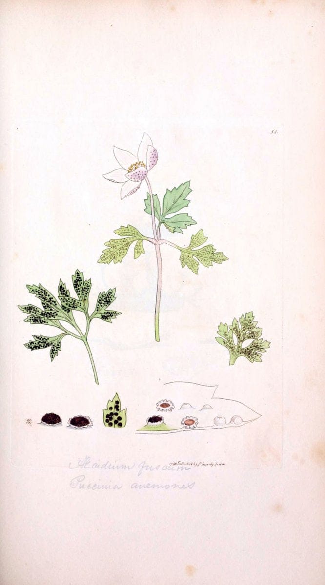 Coloured figures of English fungi or mushrooms. London,Printed by J. Davis,1797-[1809]. | England Mushrooms  | Vintage Print Reproduction 448630
