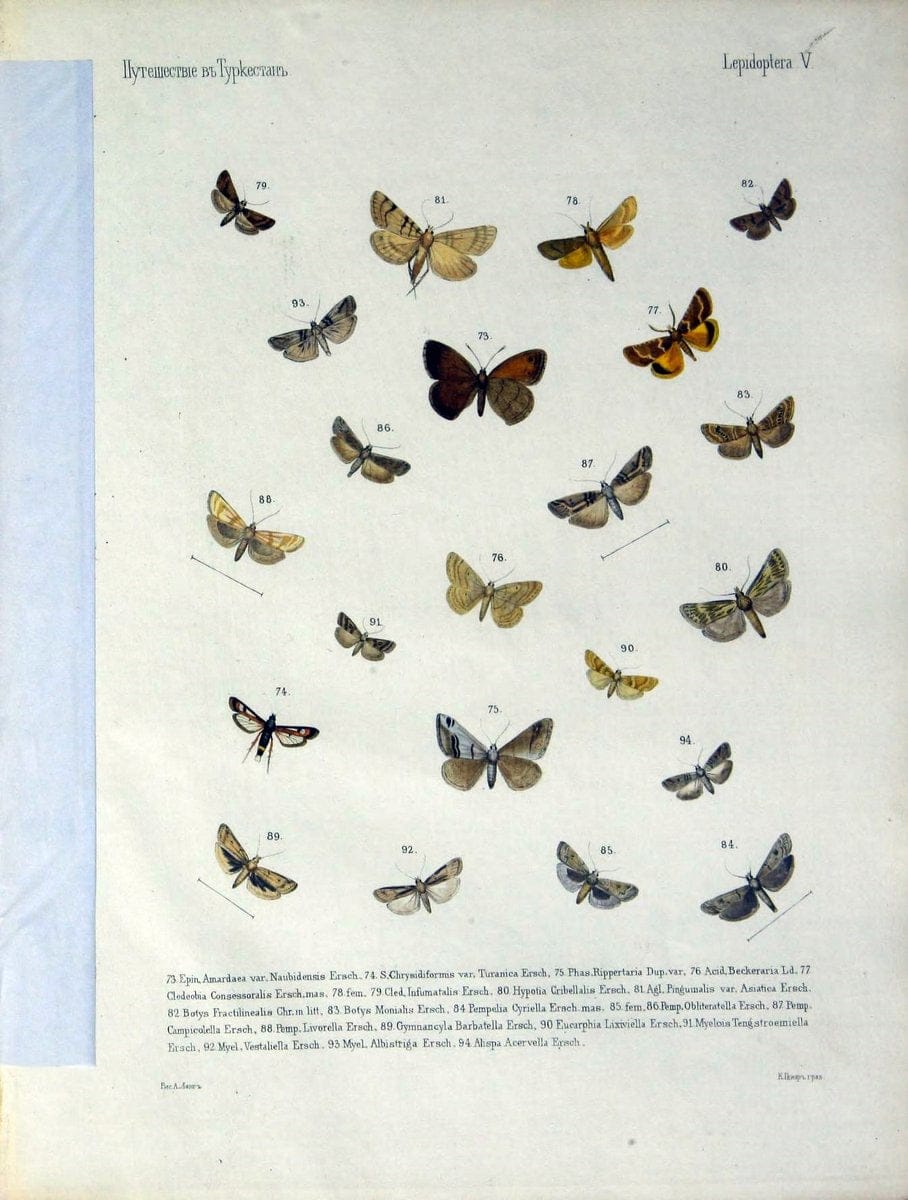 Coloured figures of the birds of the British Islands. v.1London :R. H. Porter,1885-1897. | Vintage Print Reproduction 448631