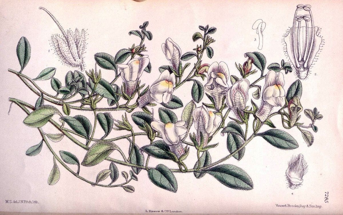 Curtis's botanical magazine. London ; New York [etc.] :Academic Press [etc.]. | "Botanical illustration" Botany Periodicals "Pictorial works" "Plants, Ornamental"  | Vintage Print Reproduction 448637