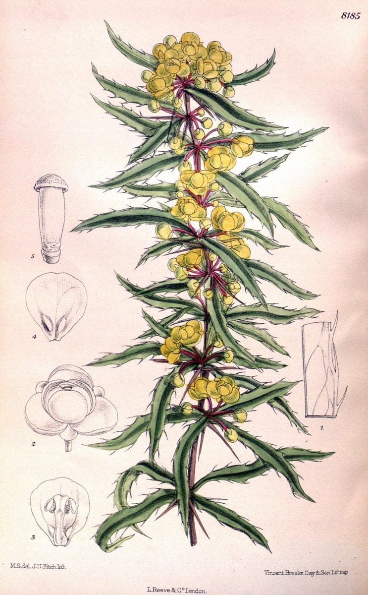 Curtis's botanical magazine. London ; New York [etc.] :Academic Press [etc.]. | "Botanical illustration" Botany Periodicals "Pictorial works" "Plants, Ornamental"  | Vintage Print Reproduction 448638
