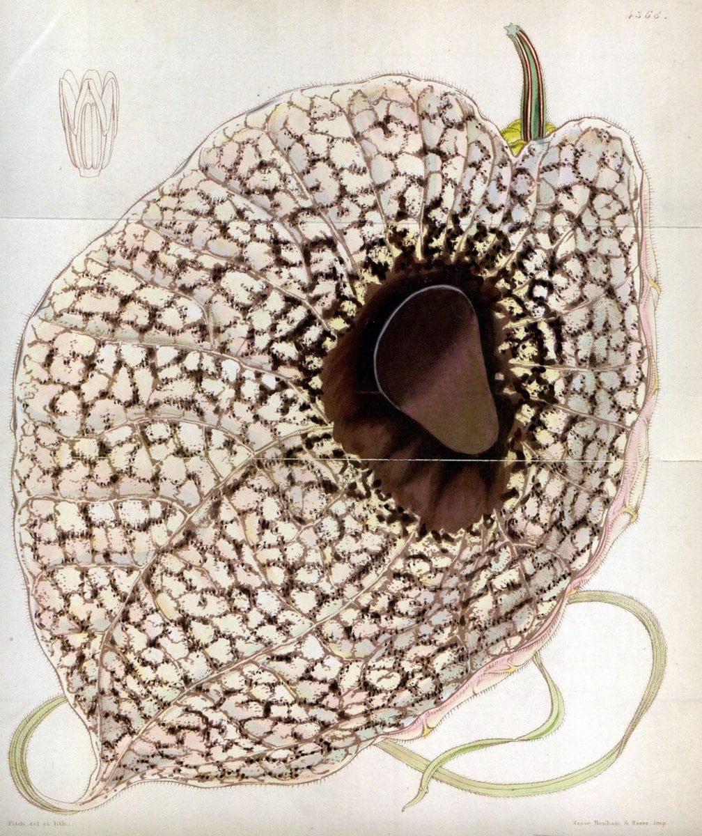 Curtis's botanical magazine. London ; New York [etc.] :Academic Press [etc.]. | "Botanical illustration" Botany Periodicals "Pictorial works" "Plants, Ornamental"  | Vintage Print Reproduction 448639