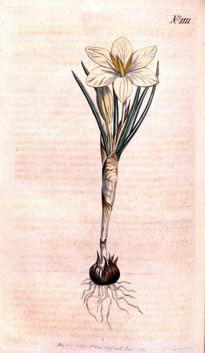 Curtis's botanical magazine. London ; New York [etc.] :Academic Press [etc.]. | "Botanical illustration" Botany Periodicals "Pictorial works" "Plants, Ornamental"  | Vintage Print Reproduction 448643