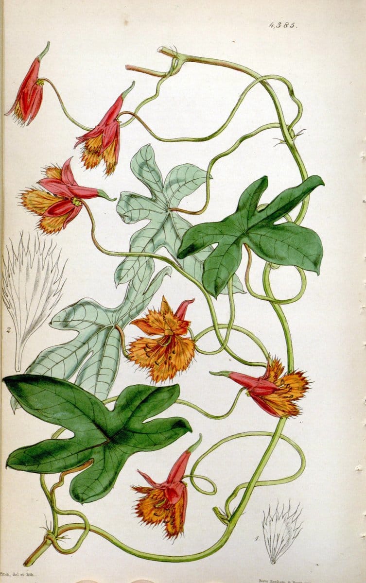 Curtis's botanical magazine. London ; New York [etc.] :Academic Press [etc.]. | "Botanical illustration" Botany Periodicals "Pictorial works" "Plants, Ornamental"  | Vintage Print Reproduction 448644