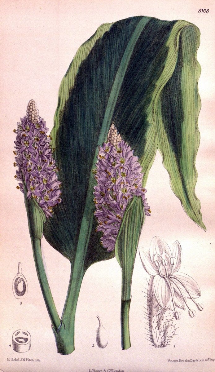 Curtis's botanical magazine. London ; New York [etc.] :Academic Press [etc.]. | "Botanical illustration" Botany Periodicals "Pictorial works" "Plants, Ornamental"  | Vintage Print Reproduction 448646