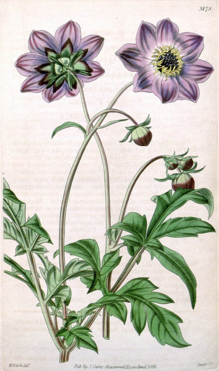 Curtis's botanical magazine. London ; New York [etc.] :Academic Press [etc.]. | "Botanical illustration" Botany Periodicals "Pictorial works" "Plants, Ornamental"  | Vintage Print Reproduction 448650