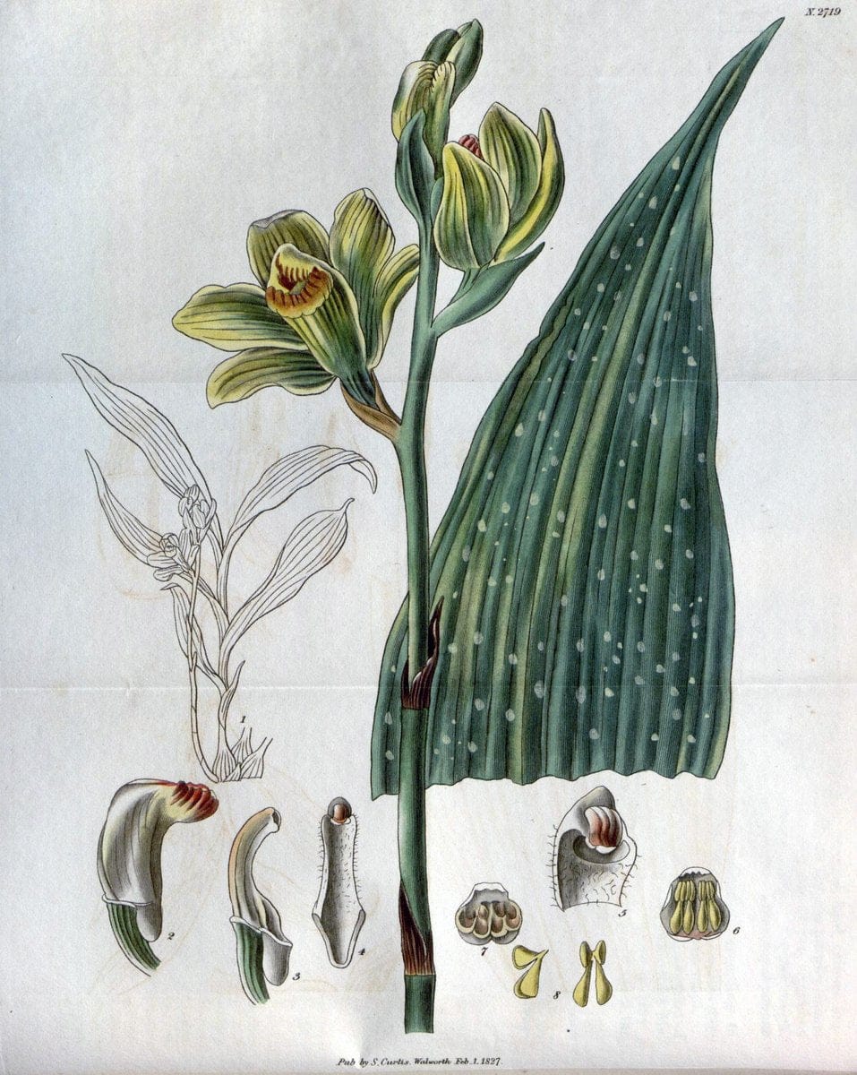 Curtis's botanical magazine..London ;New York [etc.] :Academic Press [etc.]. |  | Vintage Print Reproduction 448651