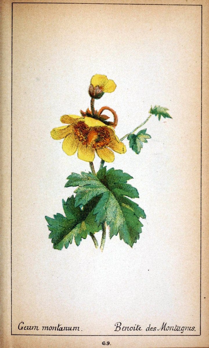 Choix de plantes de l'Europe centrale et particuliÃ¨rement de la Suisse et de la SavoieGe | Europe Central "Pictorial works" Plants "Savoy (France and Italy)" Switzerland  | Vintage Reproduction 448658