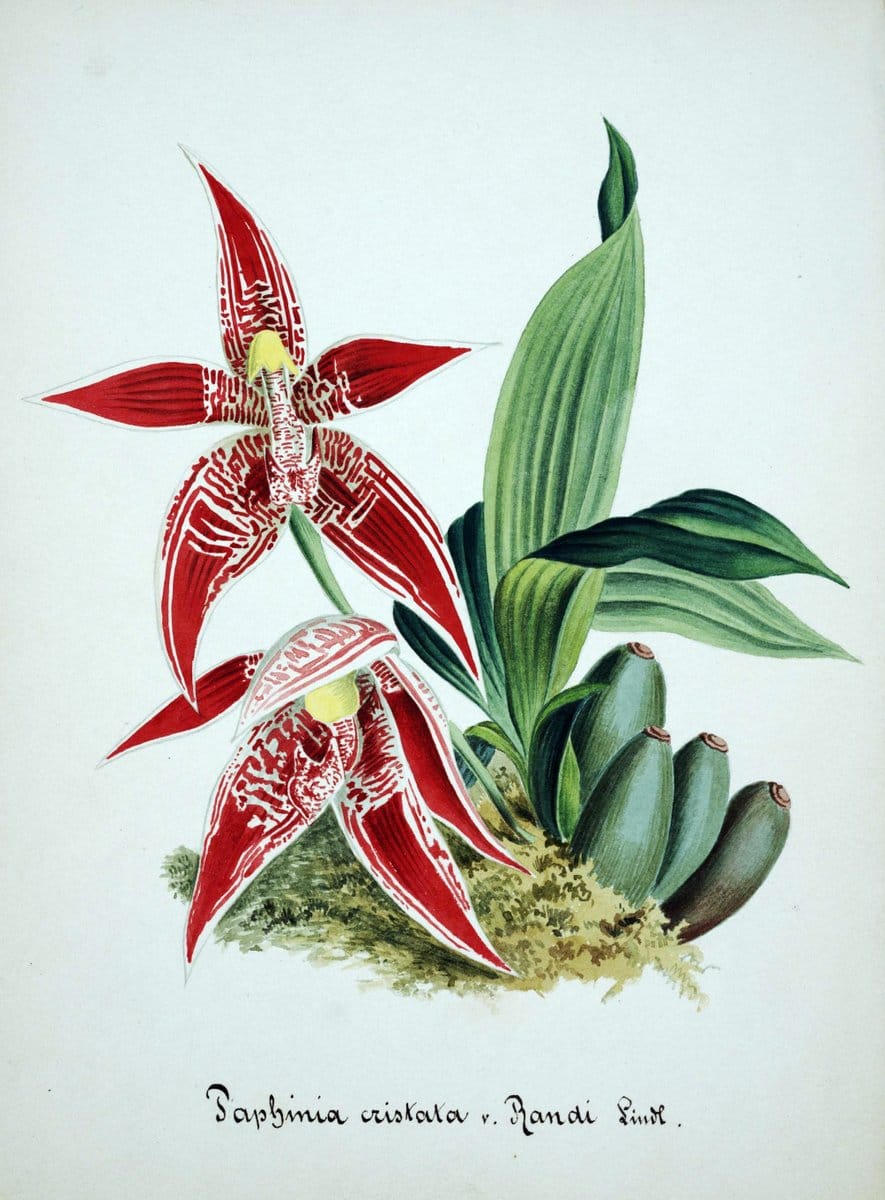 Collection d'orchideÃŒÂes.[S.l. :s.n.,18--]. | "Botanical illustration" Orchidaceae "Orchidaceae in art" "Pictorial works"  | Vintage Print Reproduction 448661
