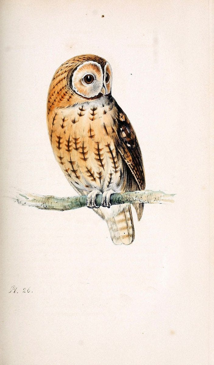 Coloured illustrations of British birds, and their eggs /.London :G.W. Nickisson,1842-1850.. |  | Vintage Print Reproduction 448662