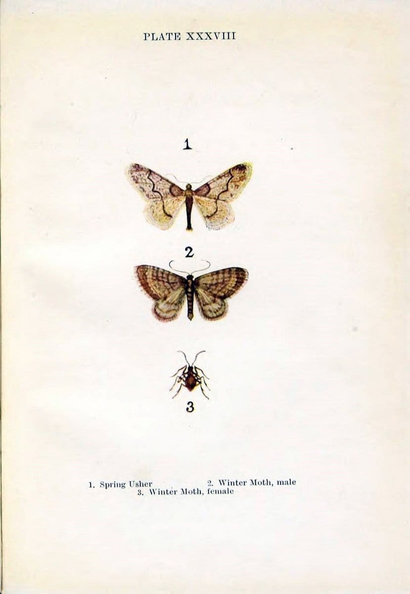 Butterflies and moths,.London & Edinburgh,T.C. & E.C. Jack[1910]. | Butterflies Moths "Cornell University Library" | Vintage Print Reproduction 448665