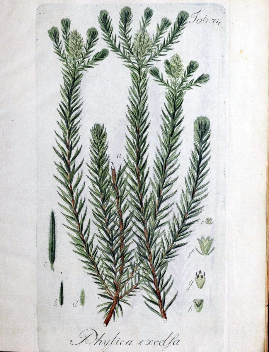 Collectio plantarum tam exoticarum, quam indigenarum, cum delineatione, descriptione cul | Botany | Vintage Print Reproduction 448667