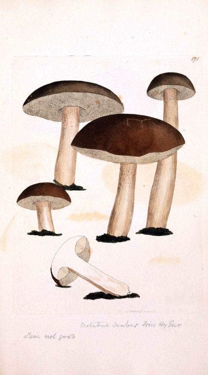 Coloured figures of English fungi or mushrooms. London,Printed by J. Davis,1797-[1809]. | England Mushrooms  | Vintage Print Reproduction 448668