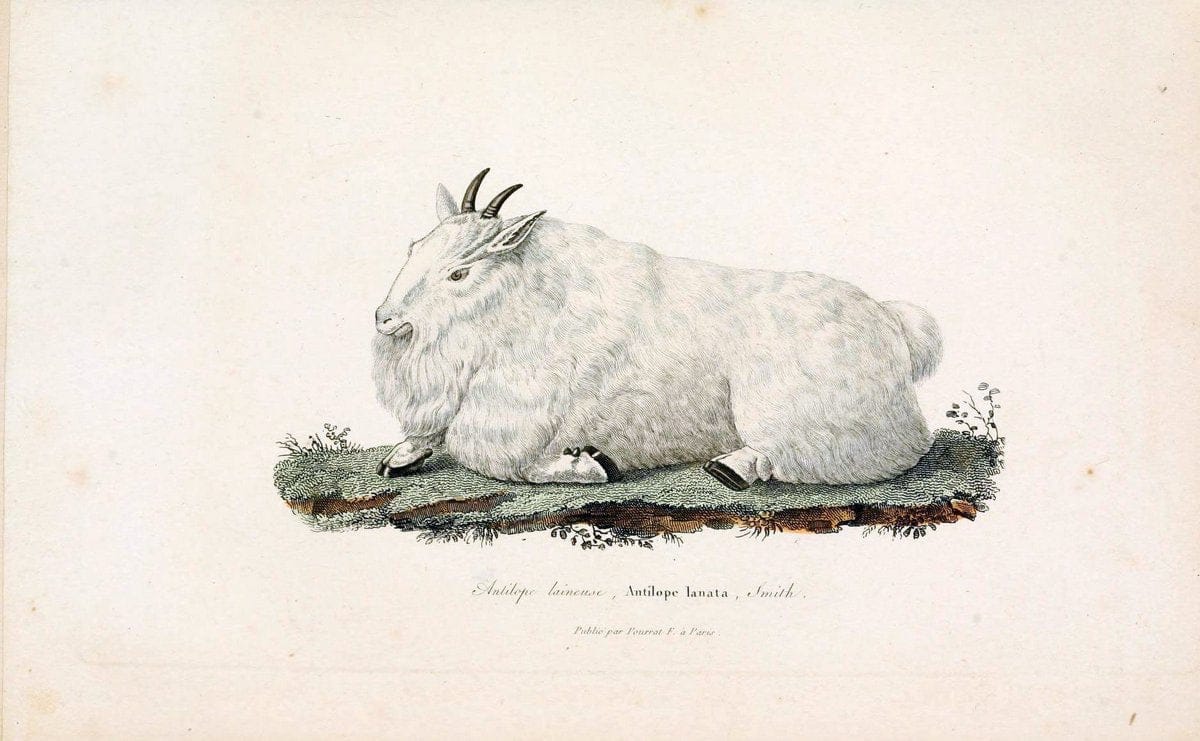 ComplÃ©ments de Buffon. t.1.Paris:P. Pourrat FrÃ¨res,1838. |  | Vintage Print Reproduction 448670