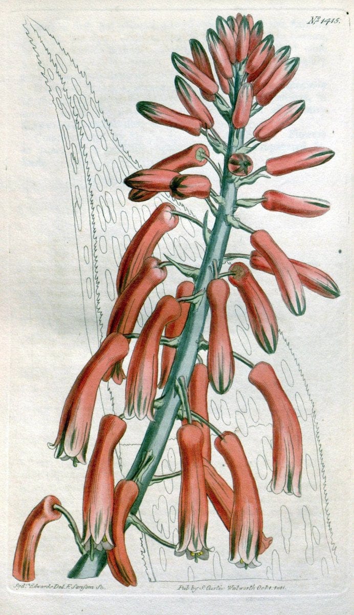 Curtis's botanical magazine. London ; New York [etc.] :Academic Press [etc.]. | "Botanical illustration" Botany Periodicals "Pictorial works" "Plants, Ornamental"  | Vintage Print Reproduction 448672