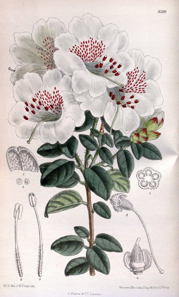 Curtis's botanical magazine. London ; New York [etc.] :Academic Press [etc.]. | "Botanical illustration" Botany Periodicals "Pictorial works" "Plants, Ornamental"  | Vintage Print Reproduction 448674