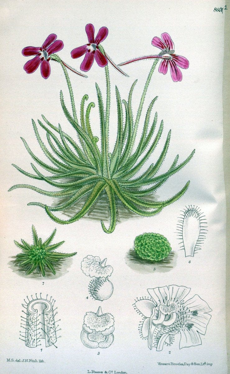 Curtis's botanical magazine. London ; New York [etc.] :Academic Press [etc.]. | "Botanical illustration" Botany Periodicals "Pictorial works" "Plants, Ornamental"  | Vintage Print Reproduction 448678