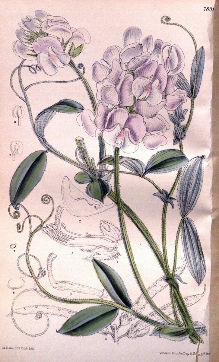 Curtis's botanical magazine. London ; New York [etc.] :Academic Press [etc.]. | "Botanical illustration" Botany Periodicals "Pictorial works" "Plants, Ornamental"  | Vintage Print Reproduction 448681