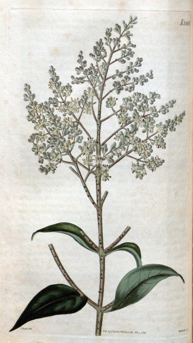 Curtis's botanical magazine. London ; New York [etc.] :Academic Press [etc.]. | "Botanical illustration" Botany Periodicals "Pictorial works" "Plants, Ornamental"  | Vintage Print Reproduction 448682