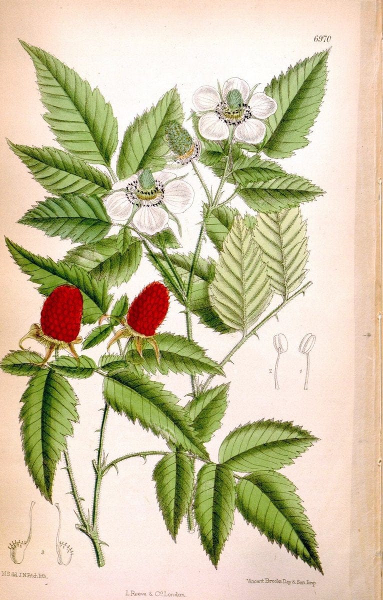 Curtis's botanical magazine. London ; New York [etc.] :Academic Press [etc.]. | "Botanical illustration" Botany Periodicals "Pictorial works" "Plants, Ornamental"  | Vintage Print Reproduction 448685