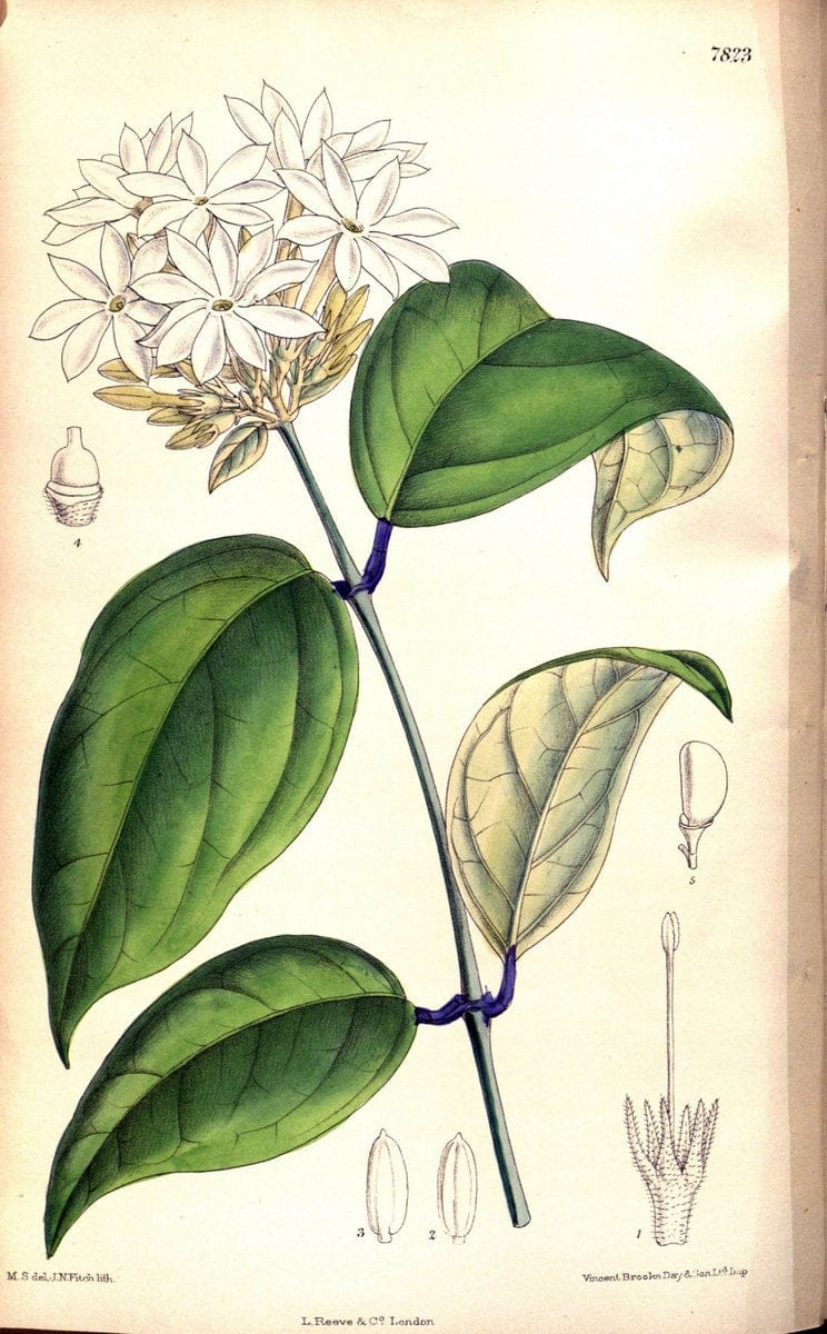 Curtis's botanical magazine. London ;New York [etc.] :Academic Press [etc.]. | Botany Periodicals "Pictorial works"  | Vintage Print Reproduction 448690