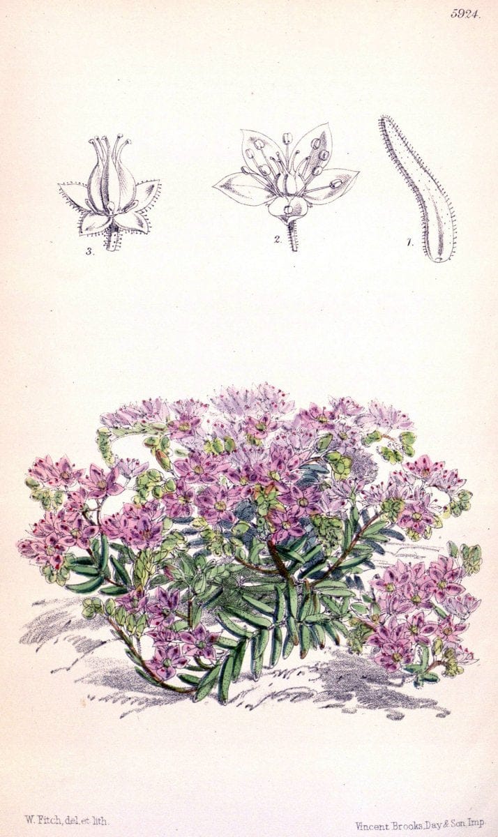 Curtis's botanical magazine. London ;New York [etc.] :Academic Press [etc.]. | Botany Periodicals "Pictorial works"  | Vintage Print Reproduction 448693