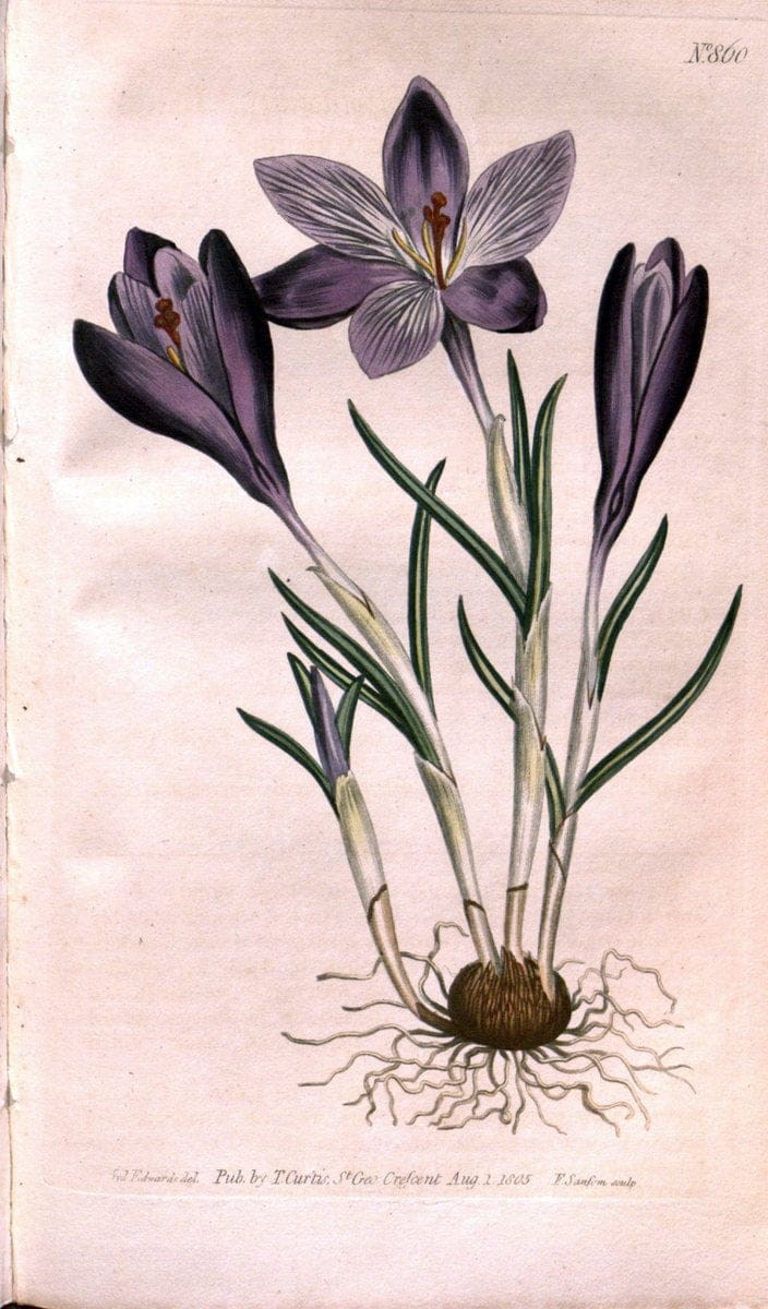 Curtis's botanical magazine. London ;New York [etc.] :Academic Press [etc.]. | Botany Periodicals "Pictorial works"  | Vintage Print Reproduction 448694
