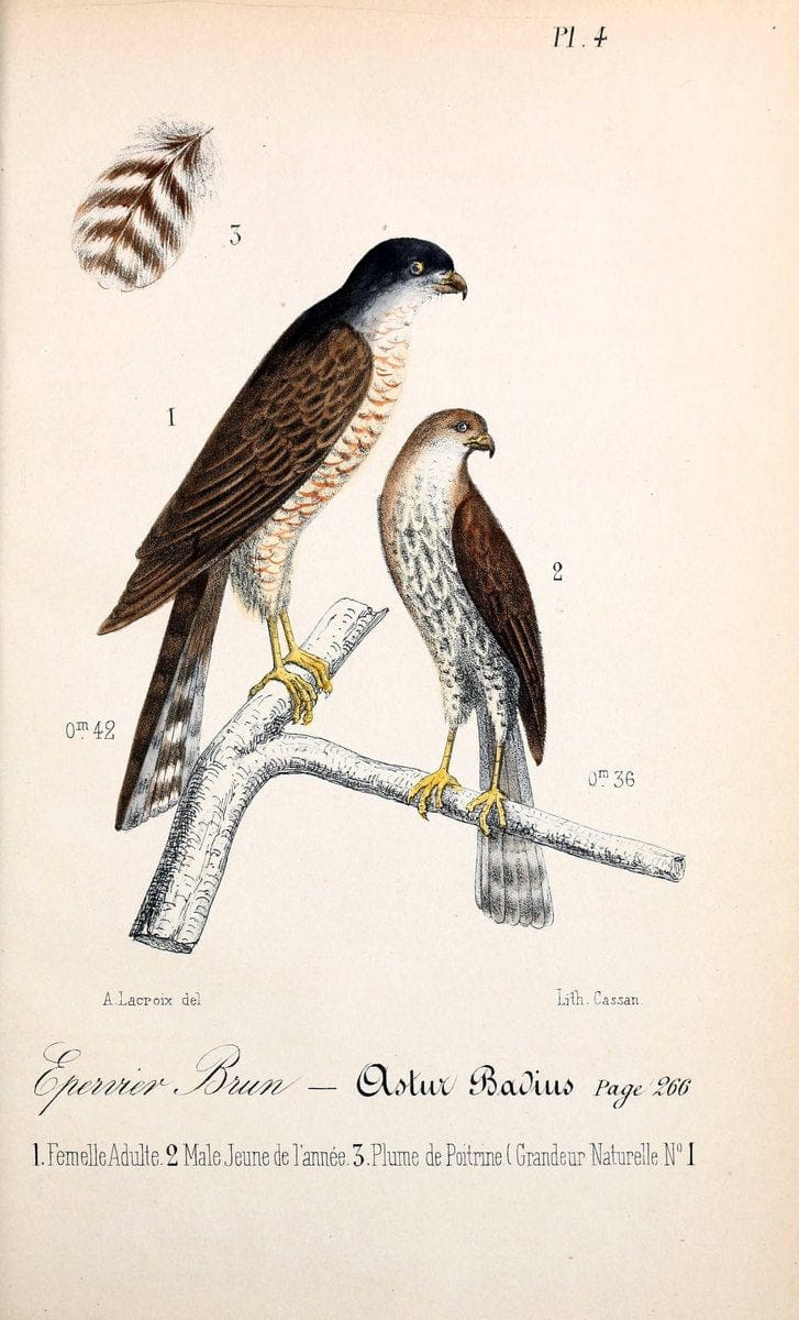 Catalogue raisonnÃ© des oiseaux observÃ©s dans les PyrÃ©nÃ©es franÃ Â§aises et les rÃ©gions limitrophes, . .Paris,BailliÃ¨re,1873-1875.  | "Field Museum Library" | Vintage Print Reproduction 448697