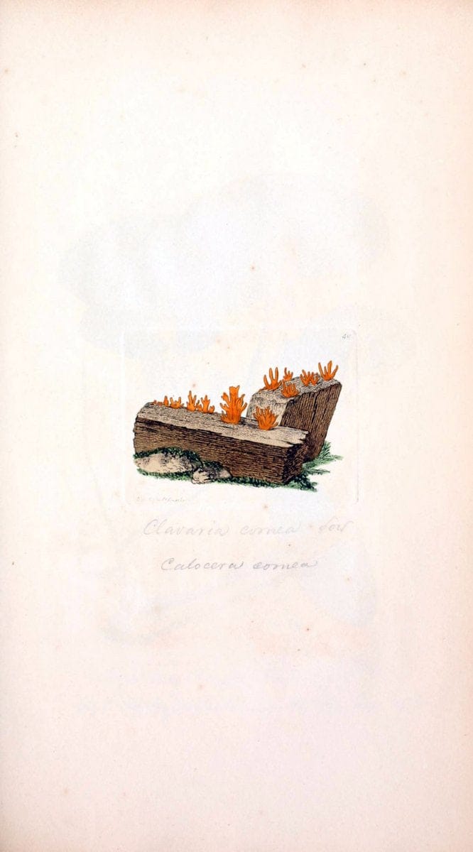 Coloured figures of English fungi or mushrooms. London,Printed by J. Davis,1797-[1809]. | England Mushrooms  | Vintage Print Reproduction 448702