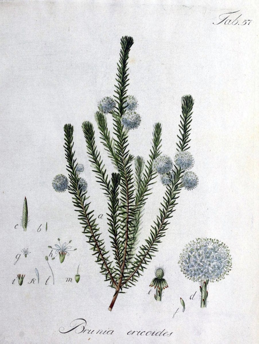 Collectio plantarum tam exoticarum, quam indigenarum, cum delineatione, descriptione cul | Botany | Vintage Print Reproduction 448703