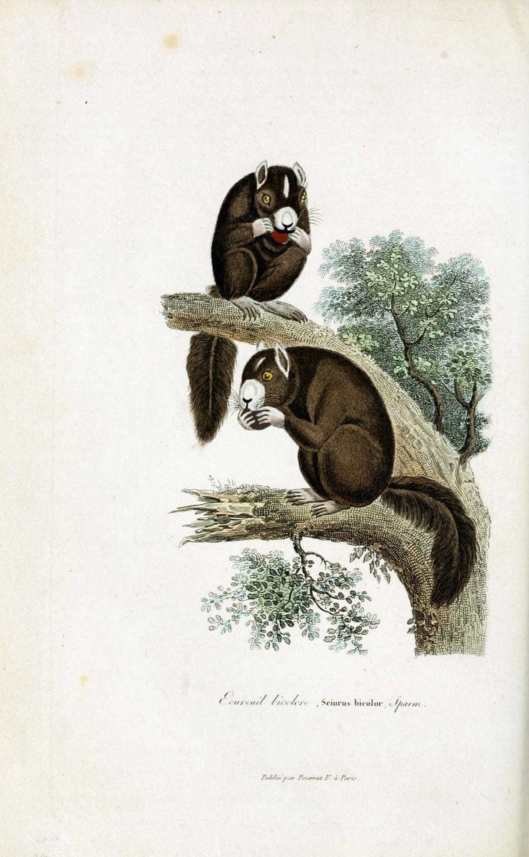 ComplÃ©ments de Buffon. t.1.Paris :P. Pourrat FrÃ¨res,1838. | Anthropology Birds Mammals SIL | Vintage Print Reproduction 448704