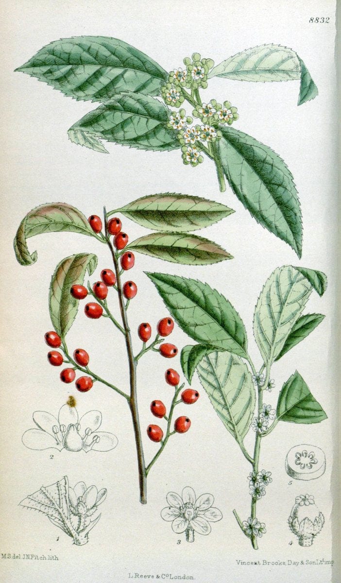 Curtis's botanical magazine. London ; New York [etc.] :Academic Press [etc.]. | "Botanical illustration" Botany Periodicals "Pictorial works" "Plants, Ornamental"  | Vintage Print Reproduction 448707