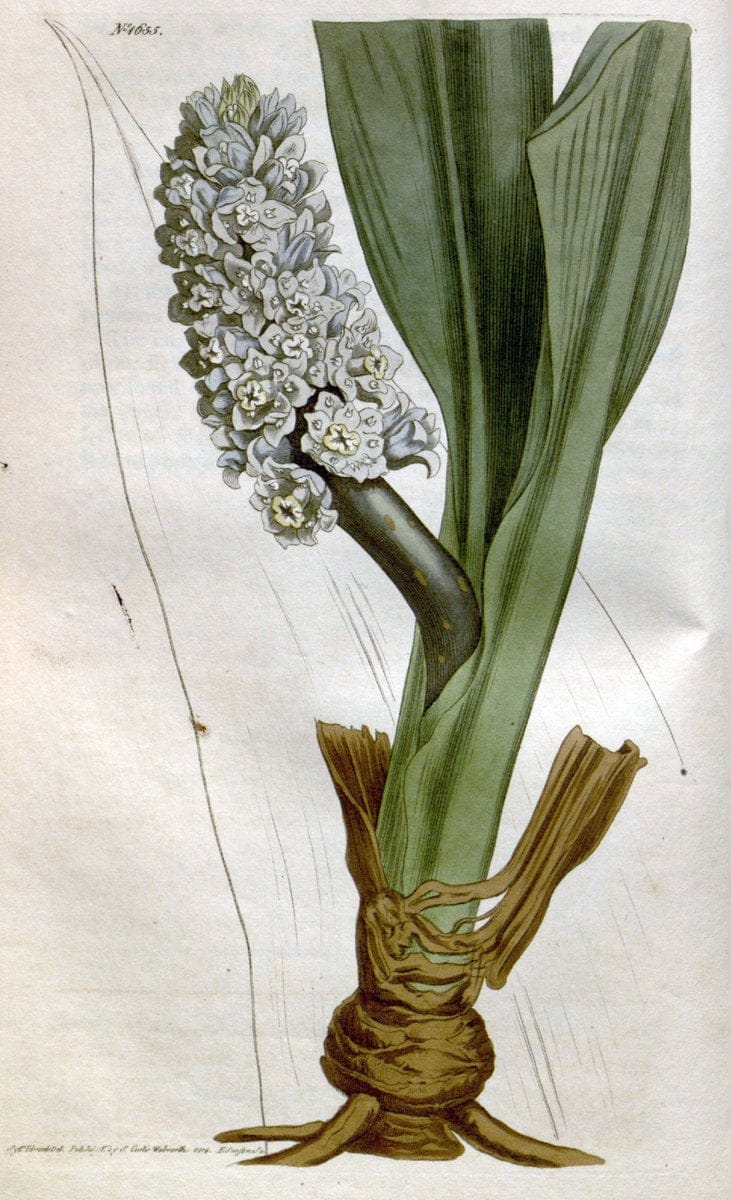 Curtis's botanical magazine. London ; New York [etc.] :Academic Press [etc.]. | "Botanical illustration" Botany Periodicals "Pictorial works" "Plants, Ornamental"  | Vintage Print Reproduction 448709