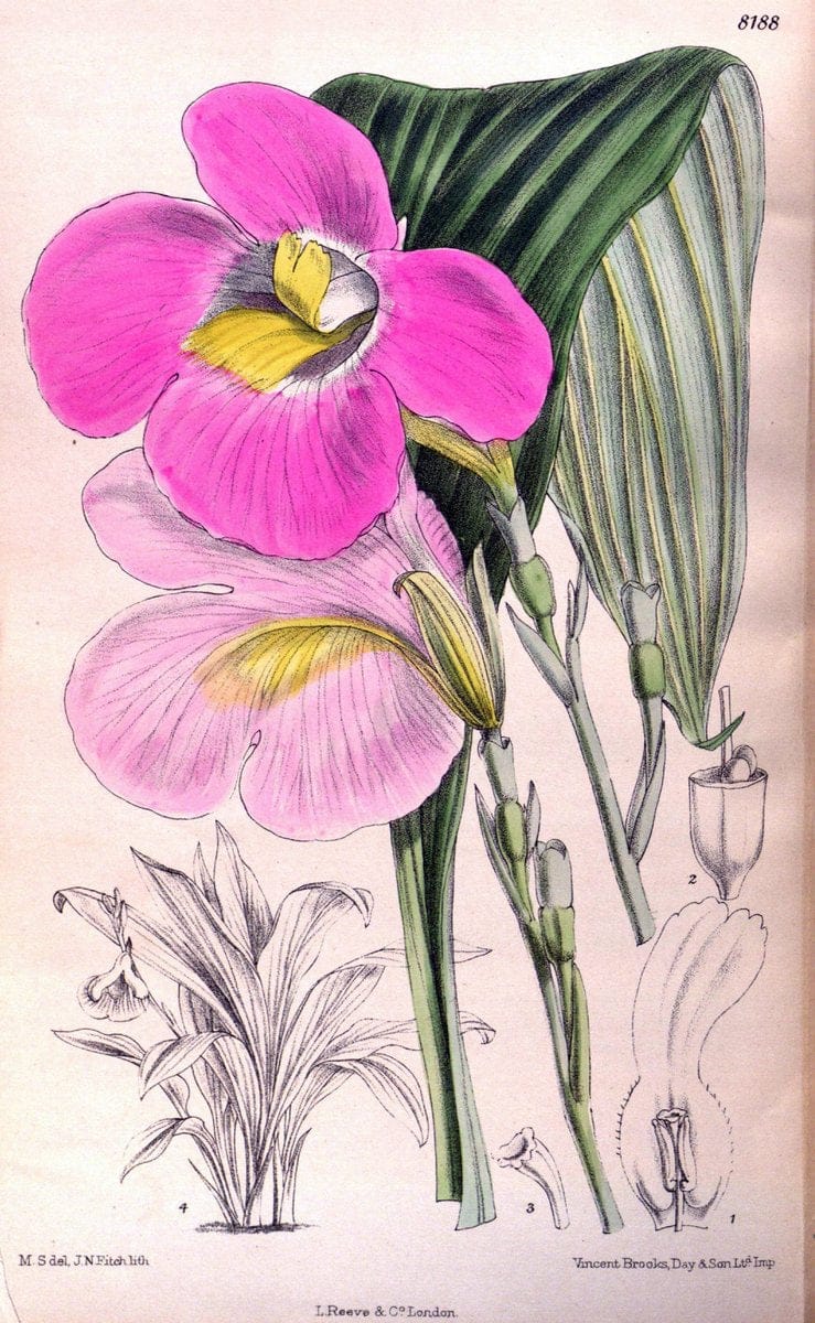 Curtis's botanical magazine. London ; New York [etc.] :Academic Press [etc.]. | "Botanical illustration" Botany Periodicals "Pictorial works" "Plants, Ornamental"  | Vintage Print Reproduction 448711