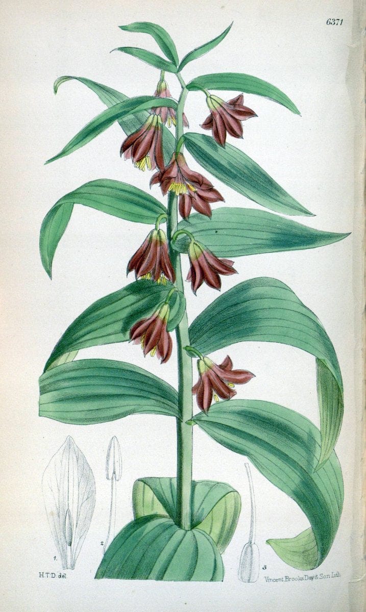 Curtis's botanical magazine. London ; New York [etc.] :Academic Press [etc.]. | "Botanical illustration" Botany Periodicals "Pictorial works" "Plants, Ornamental"  | Vintage Print Reproduction 448714