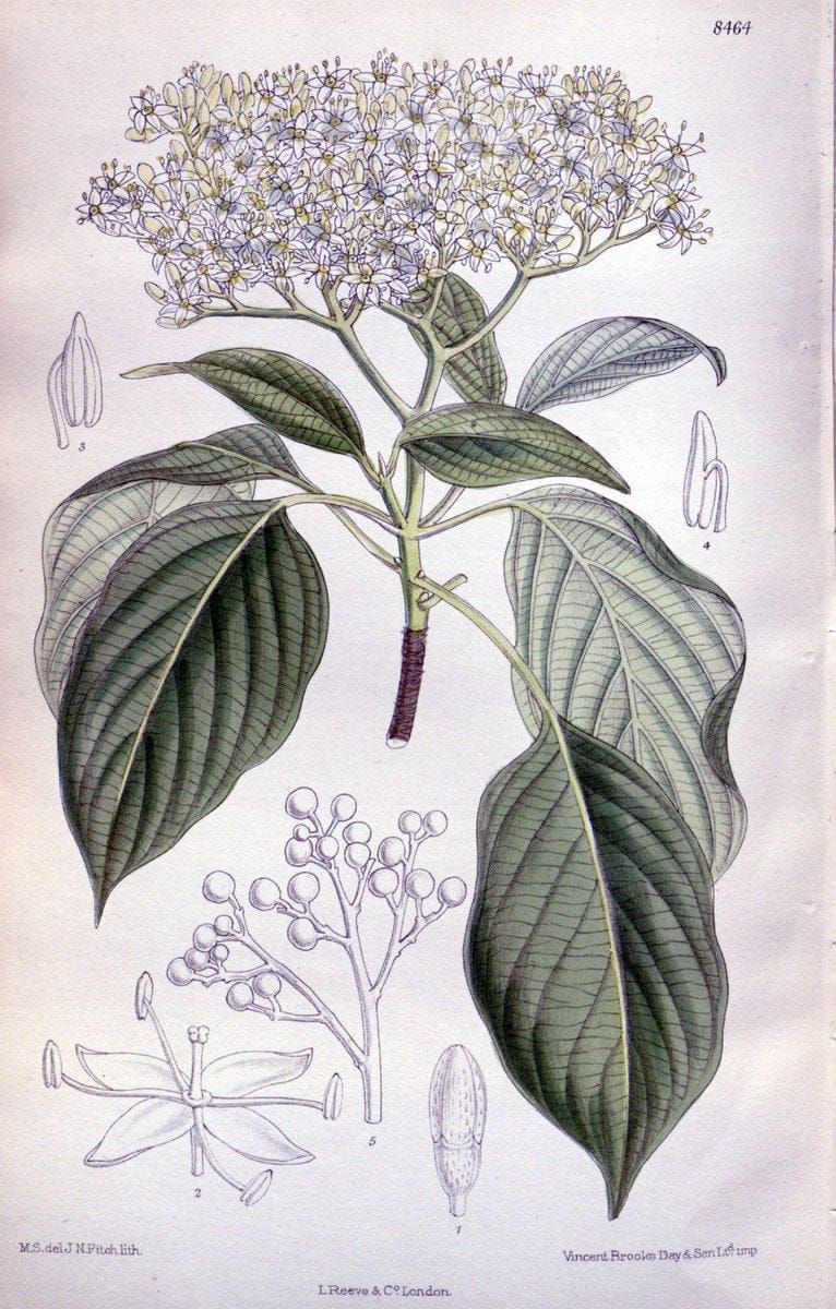 Curtis's botanical magazine. London ; New York [etc.] :Academic Press [etc.]. | "Botanical illustration" Botany Periodicals "Pictorial works" "Plants, Ornamental"  | Vintage Print Reproduction 448718
