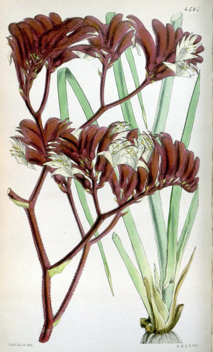 Curtis's botanical magazine. London ;New York [etc.] :Academic Press [etc.]. | Botany Periodicals "Pictorial works"  | Vintage Print Reproduction 448720