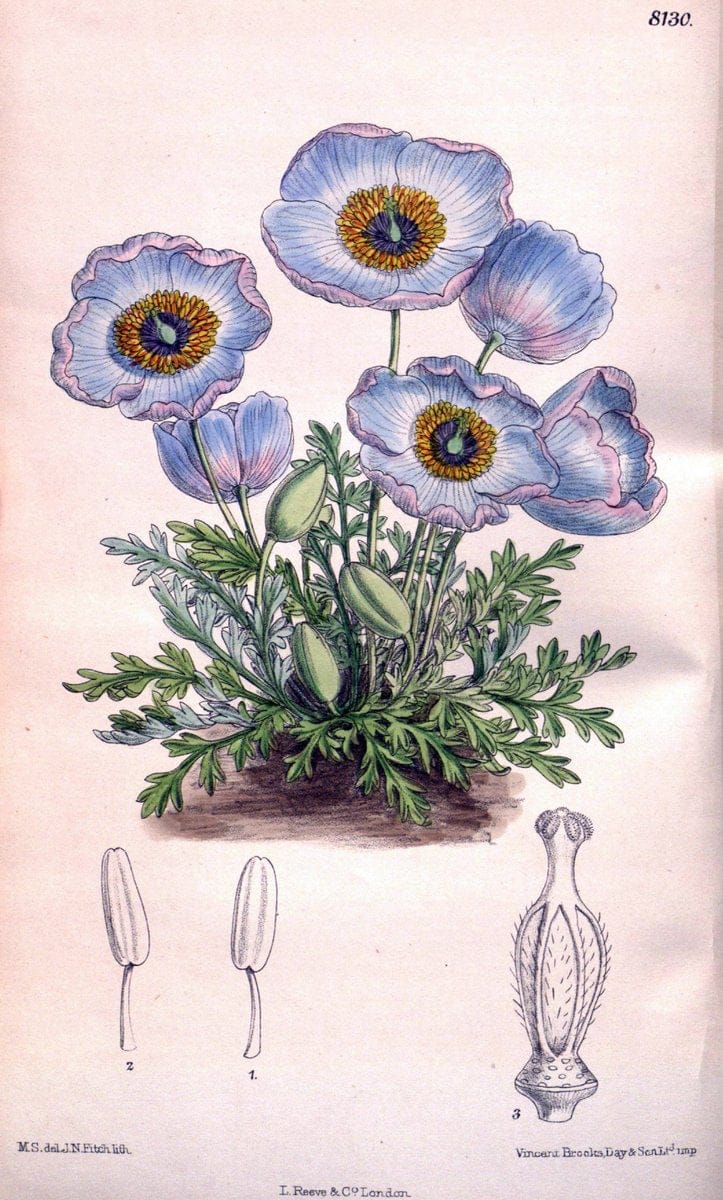 Dragable Image