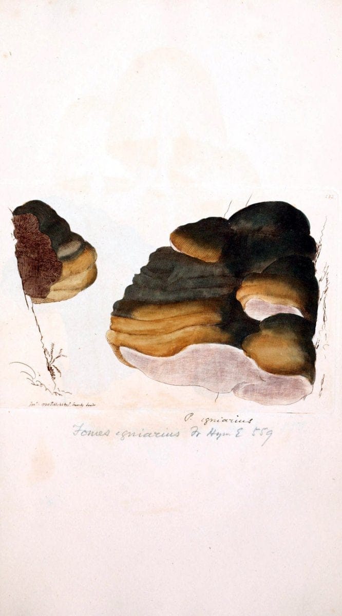 Coloured figures of English fungi or mushrooms. London,Printed by J. Davis,1797-[1809]. | England Mushrooms  | Vintage Print Reproduction 448728