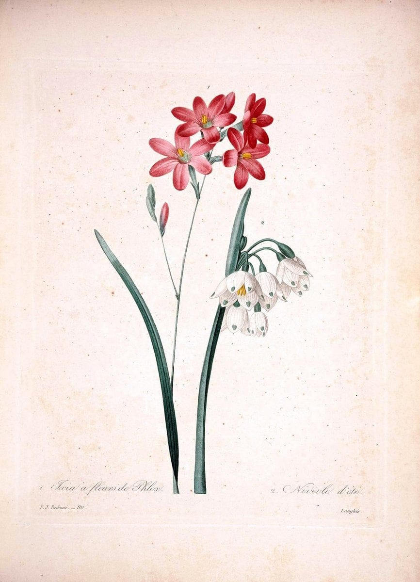 Choix des plus belles fleurs :.Paris:Ernest Panckoucke,[1833].. |  | Vintage Print Reproduction 448729