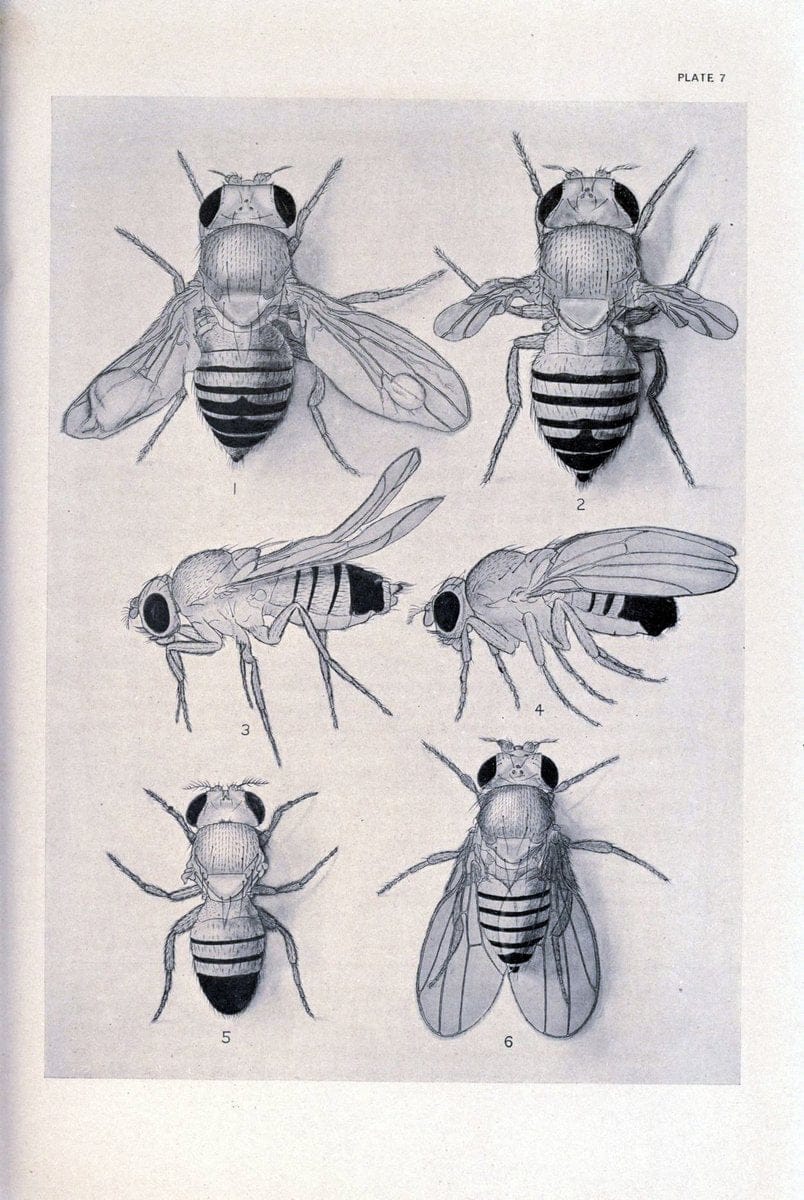 Contributions to the genetics of Drosophila melanogaster . .Washington,Carnegie Institution of Washington,1919.  | "Drosophila melanogaster" Heredity Karyokinesis  | Vintage Print Reproduction 448738