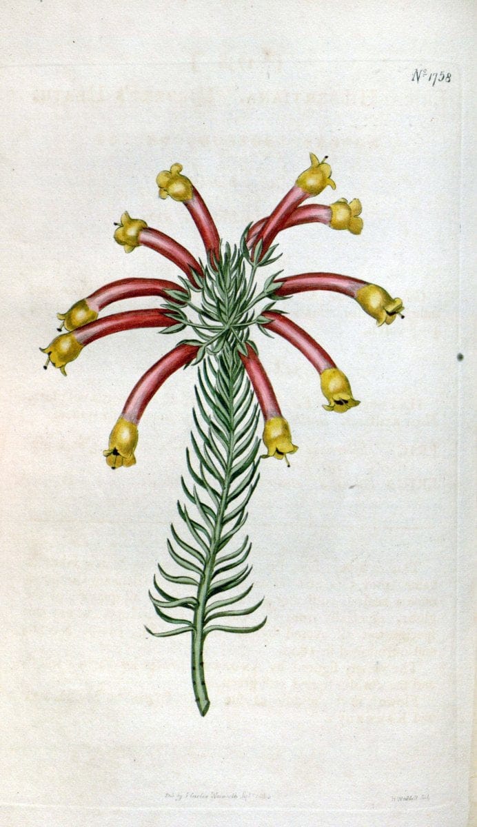 Curtis's botanical magazine. London ; New York [etc.] :Academic Press [etc.]. | "Botanical illustration" Botany Periodicals "Pictorial works" "Plants, Ornamental"  | Vintage Print Reproduction 448740