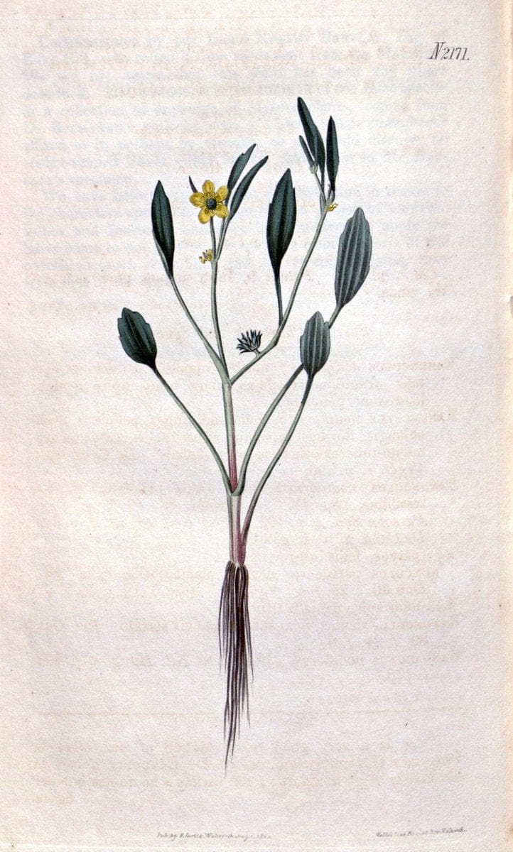 Curtis's botanical magazine. London ; New York [etc.] :Academic Press [etc.]. | "Botanical illustration" Botany Periodicals "Pictorial works" "Plants, Ornamental"  | Vintage Print Reproduction 448745
