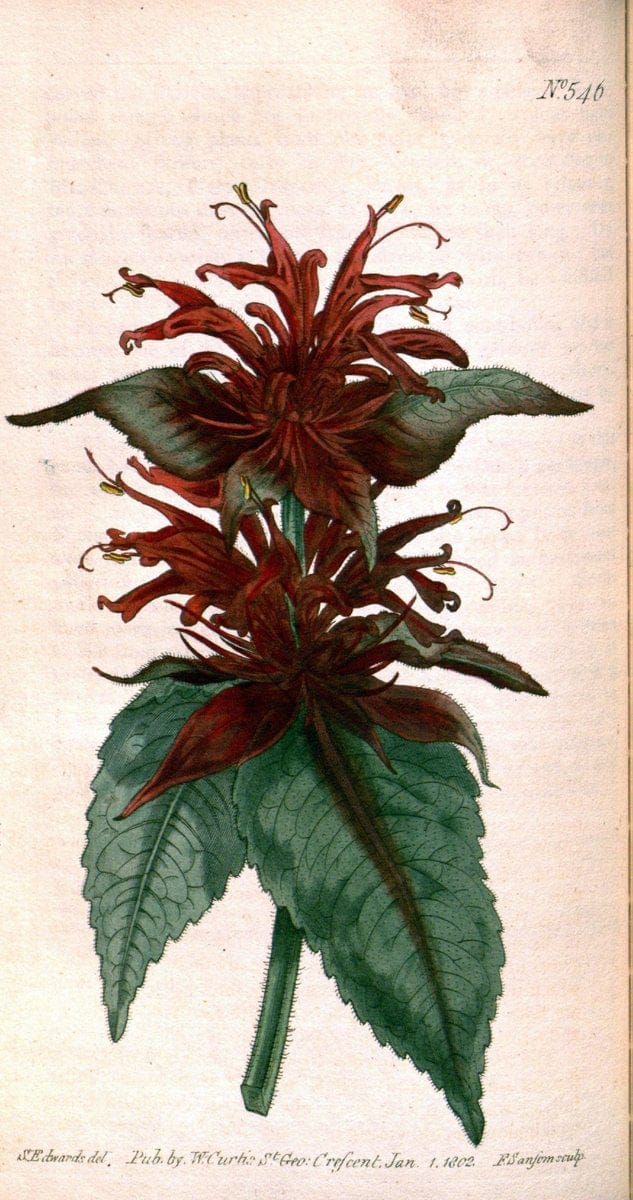 Curtis's botanical magazine. London ;New York [etc.] :Academic Press [etc.]. | Botany Periodicals "Pictorial works"  | Vintage Print Reproduction 448748