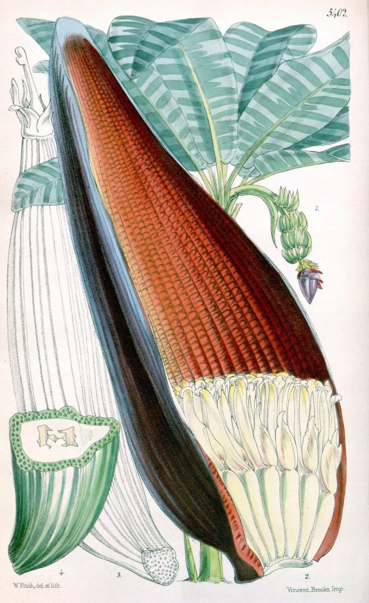 Curtis's botanical magazine. London ;New York [etc.] :Academic Press [etc.]. | Botany Periodicals "Pictorial works"  | Vintage Print Reproduction 448749